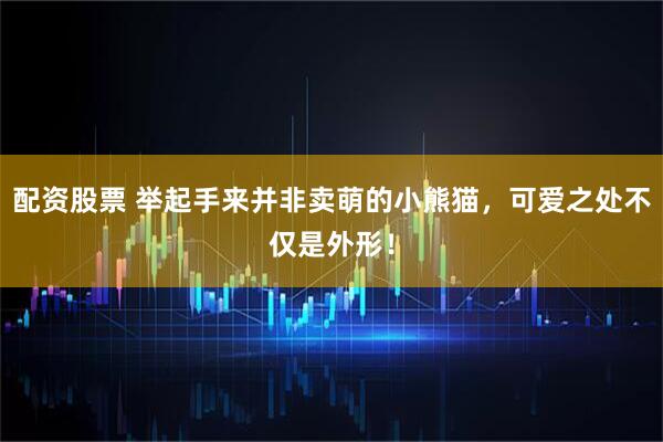 配资股票 举起手来并非卖萌的小熊猫，可爱之处不仅是外形！