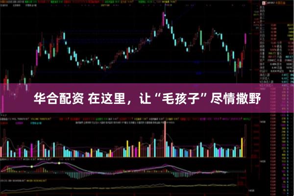 华合配资 在这里，让“毛孩子”尽情撒野